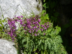 Pedicularis pectinata