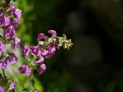 Pedicularis pectinata