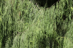 Cupressus pendula