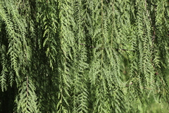 Cupressus pendula