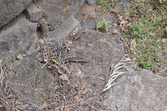 Chioninia fogoensis