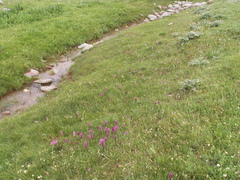 Dactylorhiza umbrosa