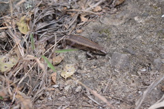 Chioninia fogoensis