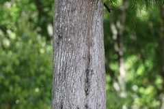 Cupressus pendula