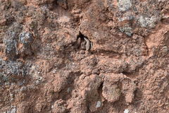 Chioninia fogoensis