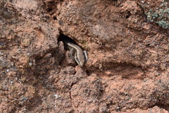 Chioninia fogoensis