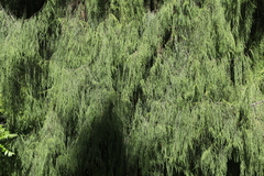 Cupressus pendula