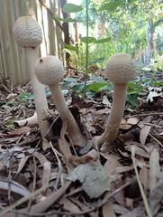 Macrolepiota