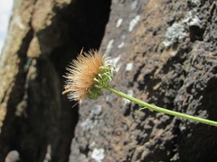 Jurinea coronopifolia