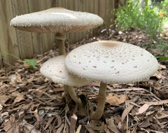 Macrolepiota