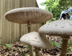 Macrolepiota