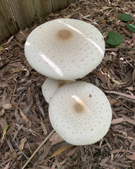 Macrolepiota