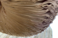 Macrolepiota