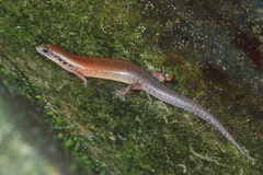 Ateuchosaurus chinensis