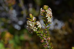 Epacris alpina
