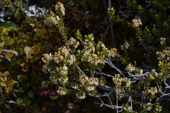 Epacris alpina