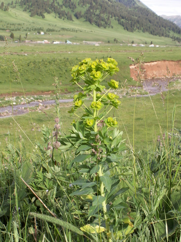 Euphorbia latifolia