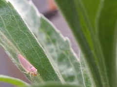 Bucephalogonia xanthophis
