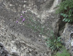 Jurinea ruprechtii