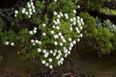 Pimelea buxifolia