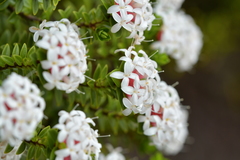 Pimelea buxifolia