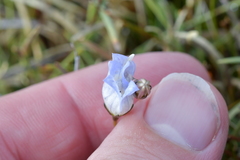 Wahlenbergia pygmaea pygmaea