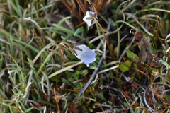 Wahlenbergia pygmaea pygmaea