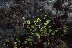 Rhizocarpales