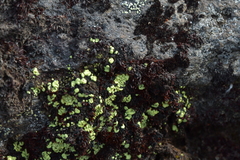 Rhizocarpales