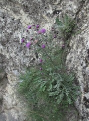 Jurinea ruprechtii