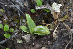 Pterostylis humilis