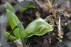 Pterostylis humilis