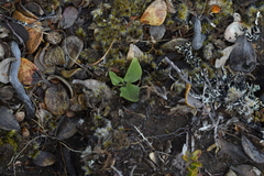 Pterostylis humilis