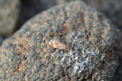 Tortrix fervida