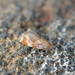 Tortrix fervida - Photo (c) Christopher Stephens, some rights reserved (CC BY-SA), uploaded by Christopher Stephens