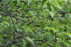 Phylloscopus ricketti