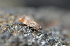 Tortrix fervida