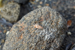 Tortrix fervida
