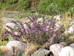 Dracocephalum nutans