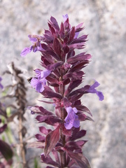 Dracocephalum nutans