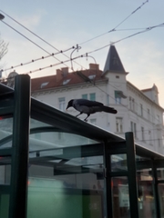 Corvus cornix