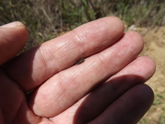 Acmaeodera tubulus