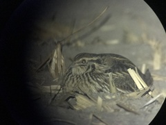 Coturnix japonica