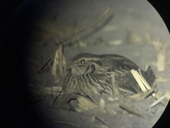 Coturnix japonica