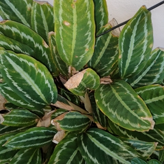 Goeppertia picturata