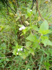 Praxelis clematidea