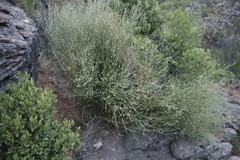 Muraltia spinosa