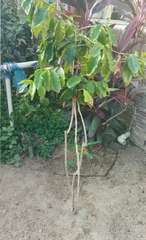 Coffeeae