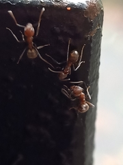 Dolichoderus affinis