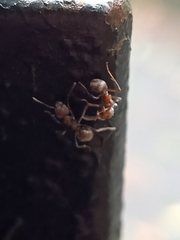 Dolichoderus affinis